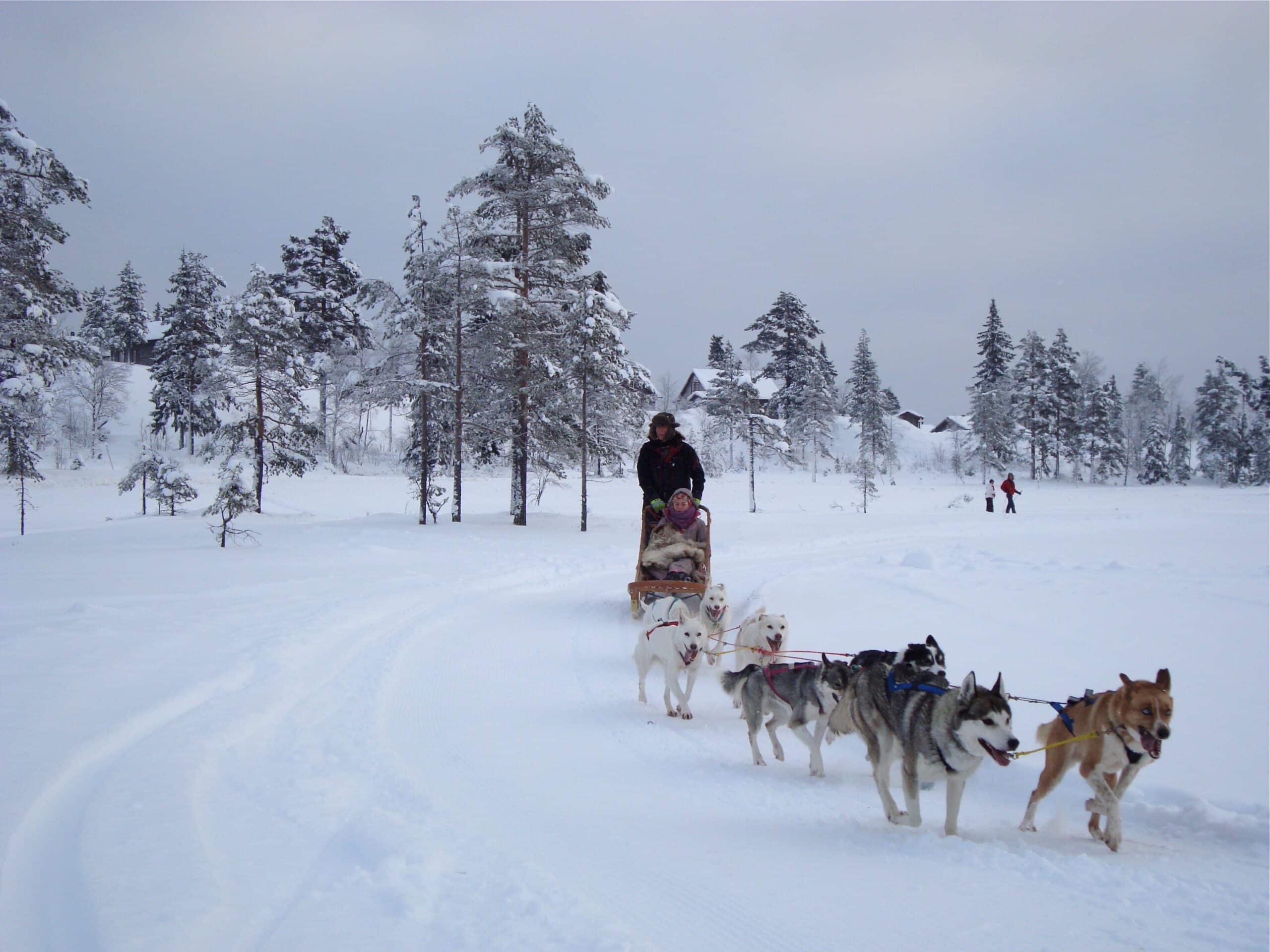 Dogsledding in Branäs